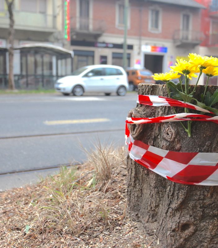 Fiori gialli su quel che resta dei ceppi di Corso Belgio. I residenti: &quot;Delusi, nessuno ci ha avvisati&quot; [FOTO E VIDEO]