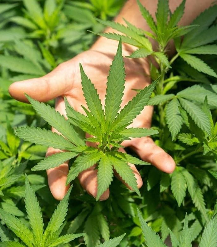 Nuovo Codice della Strada: pazienti in cura con CBD e cannabis terapeutica si ribellano alla riforma voluta dal governo Meloni