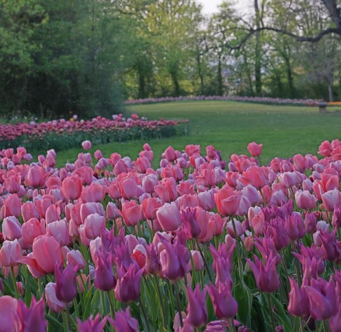 Nuove fioriture per Messer Tulipano a Pralormo