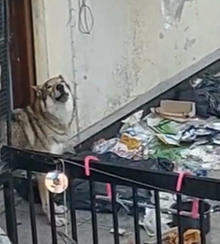 Lupo cecoslovacco abbandonato su un terrazzo tra i rifiuti