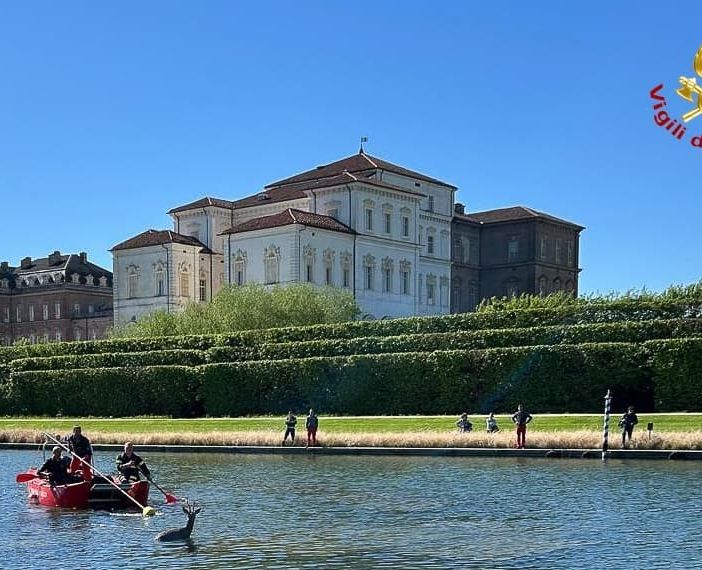 Un capriolo finisce in una grossa vasca a Venaria: portato in salvo dai pompieri