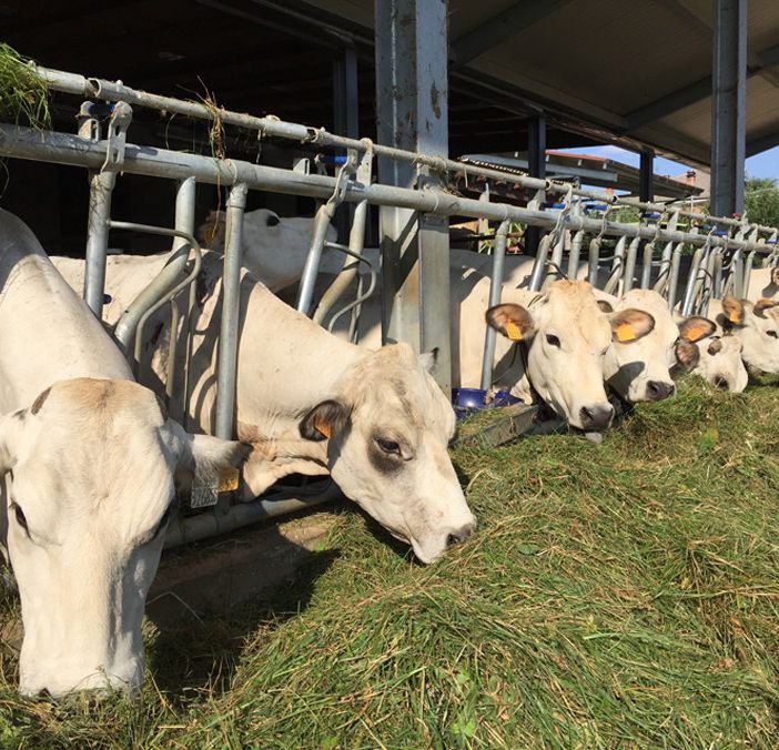Confagricoltura e Coldiretti chiedono alla Regione un piano straordinario per sostenere gli allevamenti bovini