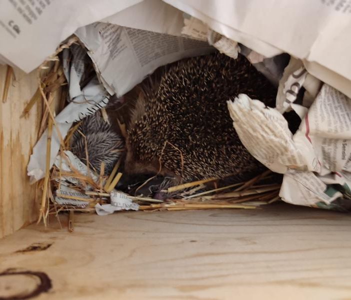 Femmina di riccio salvata dal cantiere di via Druento partorisce sette cuccioli