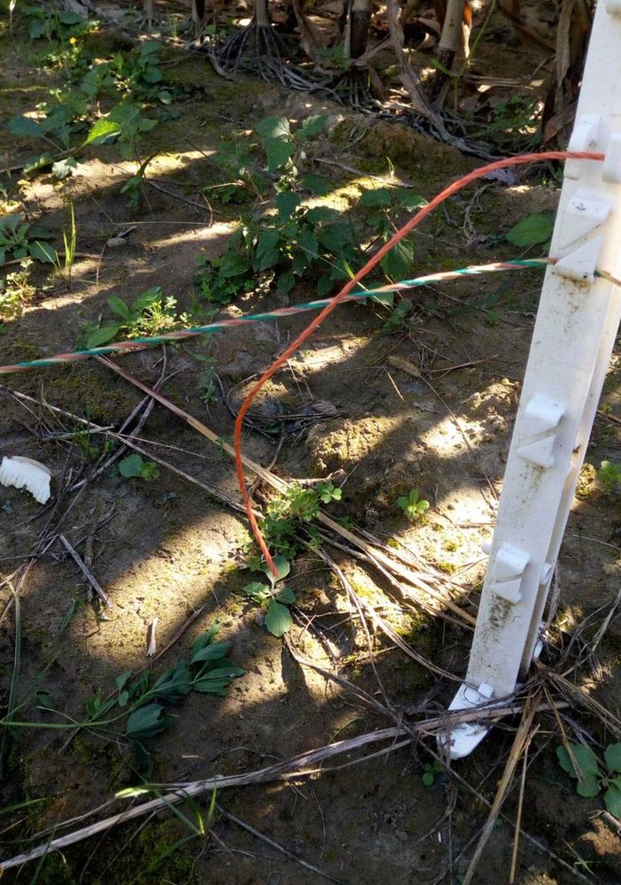Coldiretti Torino denuncia atti vandalici e furti contro le recinzioni elettrificate anti-cinghiali
