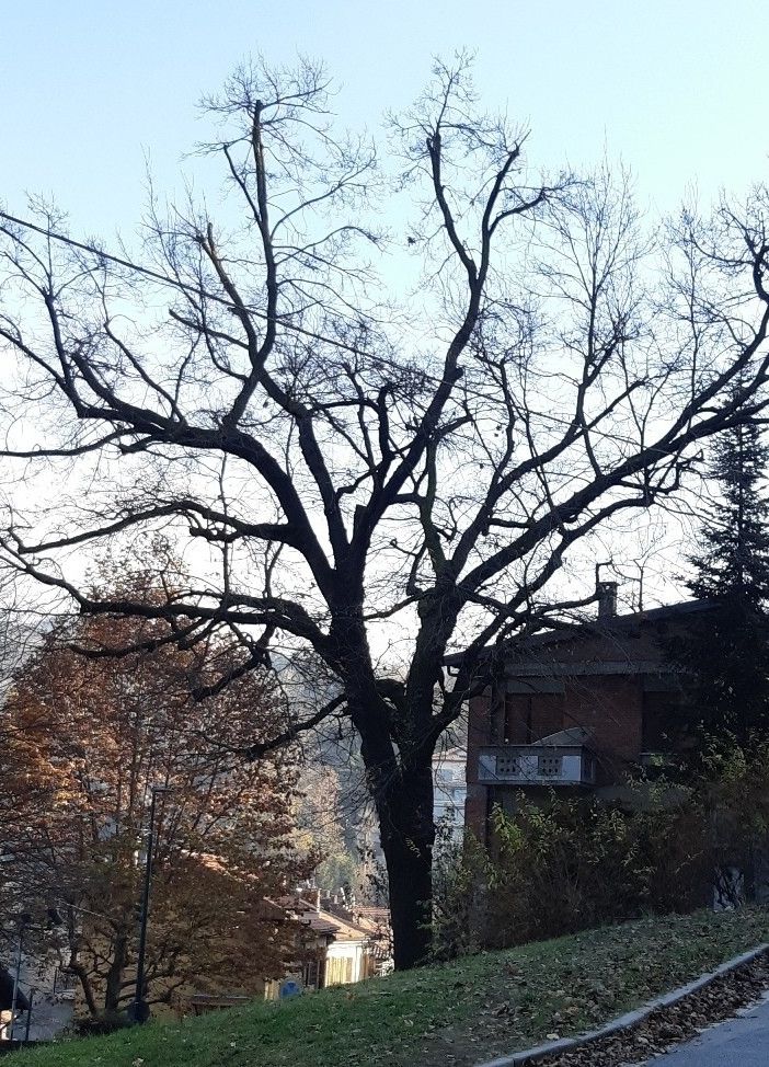 Albero abbattuto Cavoretto