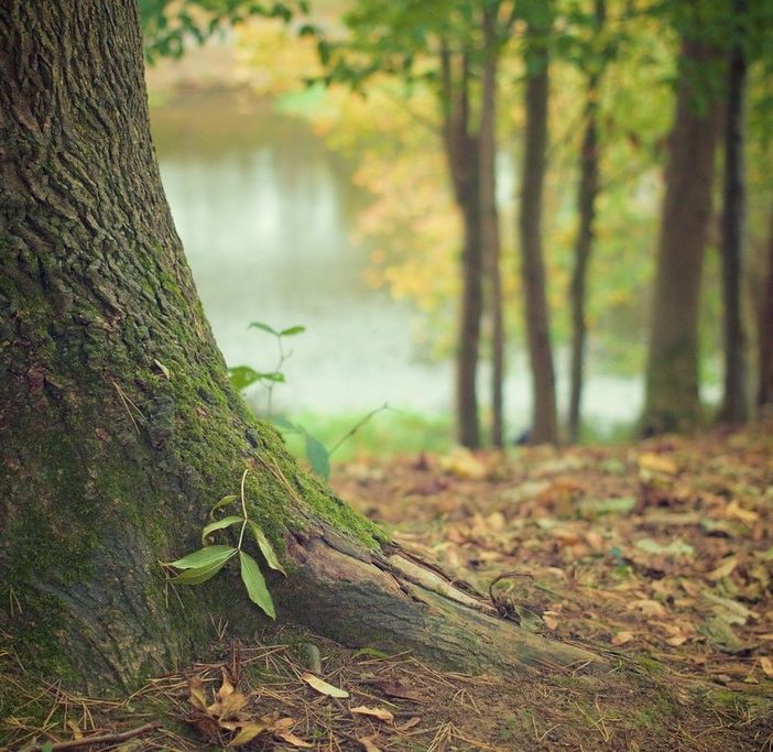 Tremila nuovi alberi a Torino entro l'estate: la siccità del 2022 ne ha uccisi 2.500