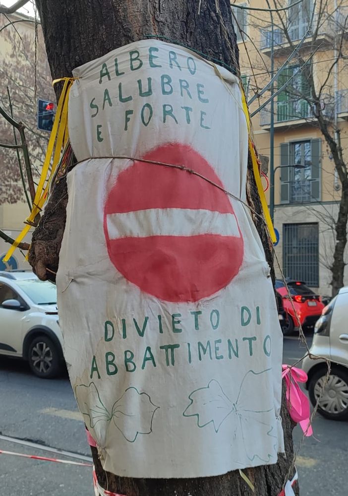 albero