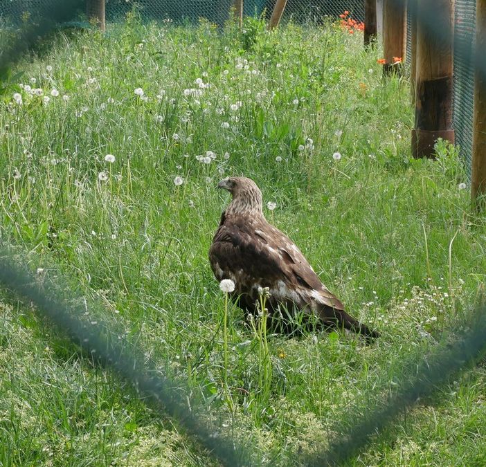Un'aquila reale ferita in val Thuras viene curata al Canc e riprende il volo