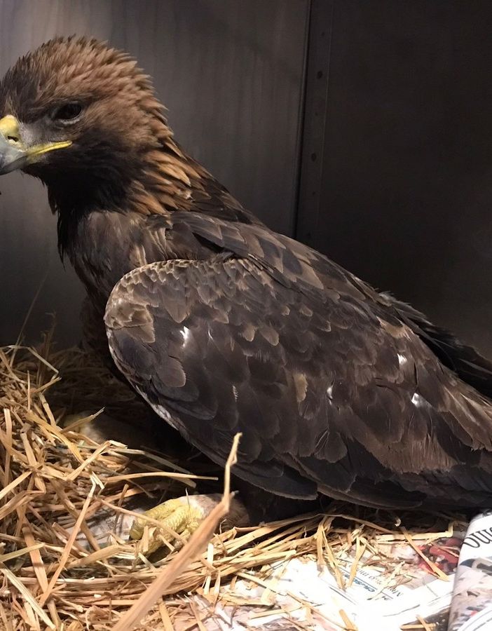 Aquila Reale recuperata a Traversella: era stata intossicata da una preda avvelenata