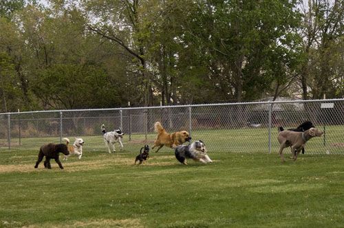 animali in un'area cani