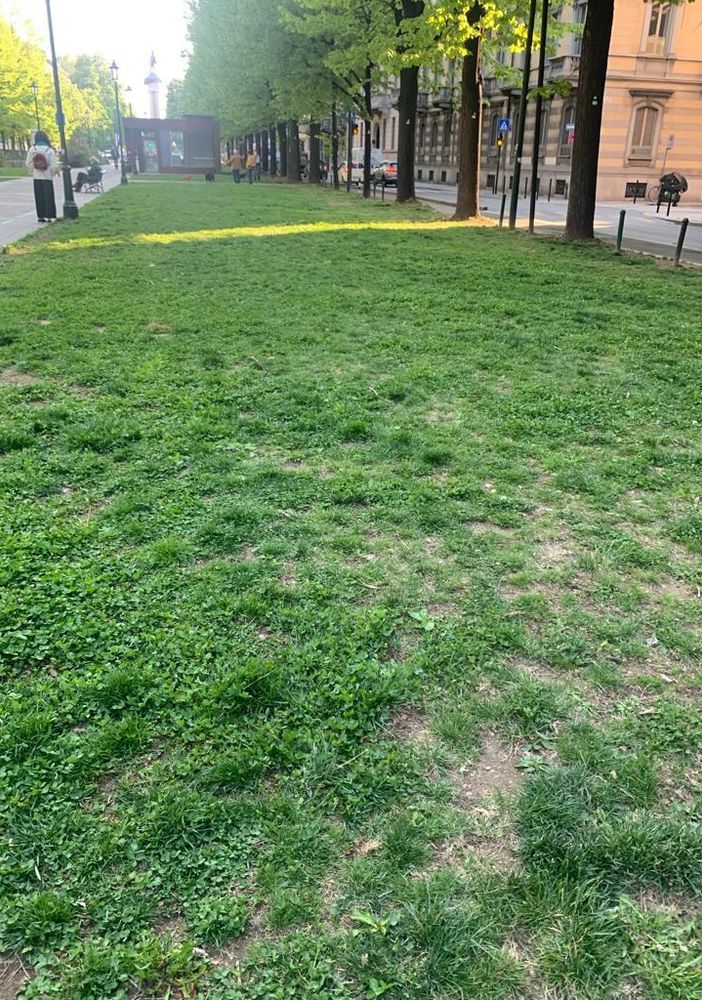 Area cani in corso Galileo Ferraris, Poggio (FdI) all'attacco: &quot;Da un anno approvata mia proposta&quot;