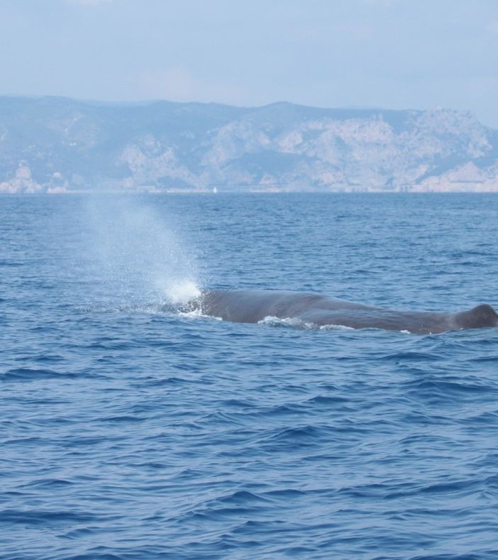 &quot;Onde di Coraggio&quot;: affrontare la Paura e abbracciare il Mare della vita