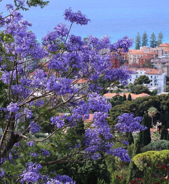 Bordighera, meta ideale per una vacanza su misura che offra svago, serenità e sicurezza