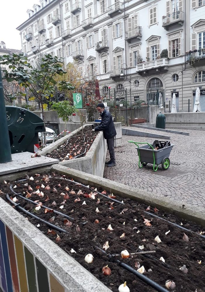 tulipani in piazza emanuele filiberto