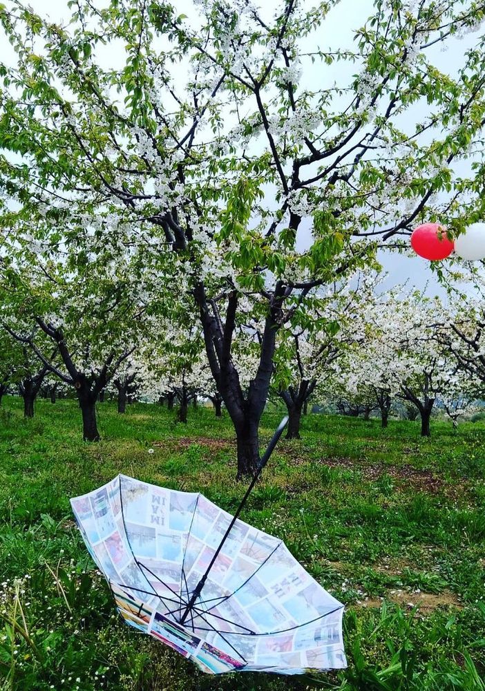 A Pecetto torna la Camminata enogastronomica tra i Ciliegi in Fiore