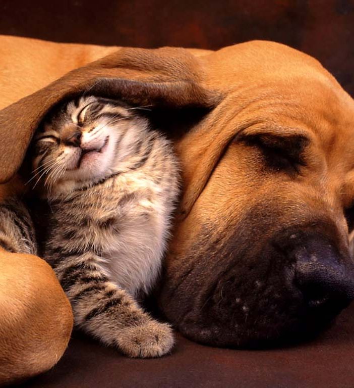 9 Torinesi su 10 considerano gli animali veri e propri membri della famiglia
