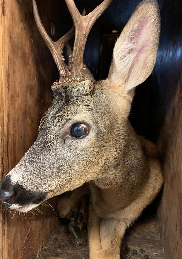 Un capriolo recuperato da un canale a Rivarolo Canavese