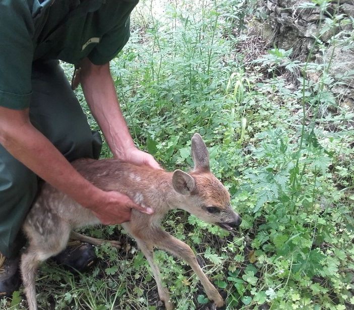 Recuperato e nuovamente liberato a San Didero un piccolo capriolo
