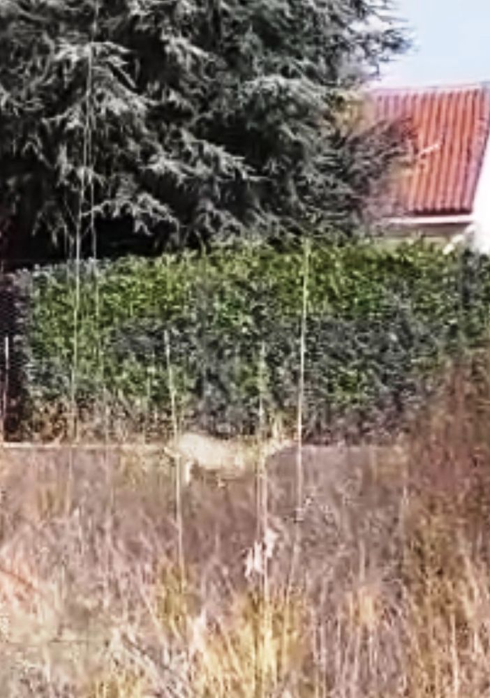 Cerbiatto in uno spazio di Grugliasco
