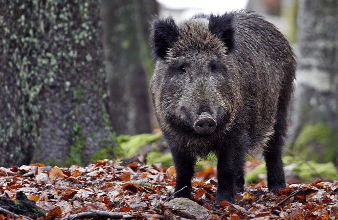 Lotta ai cinghiali, in 7 mesi consegnate 2,4 tonnellate di carne al Banco alimentare