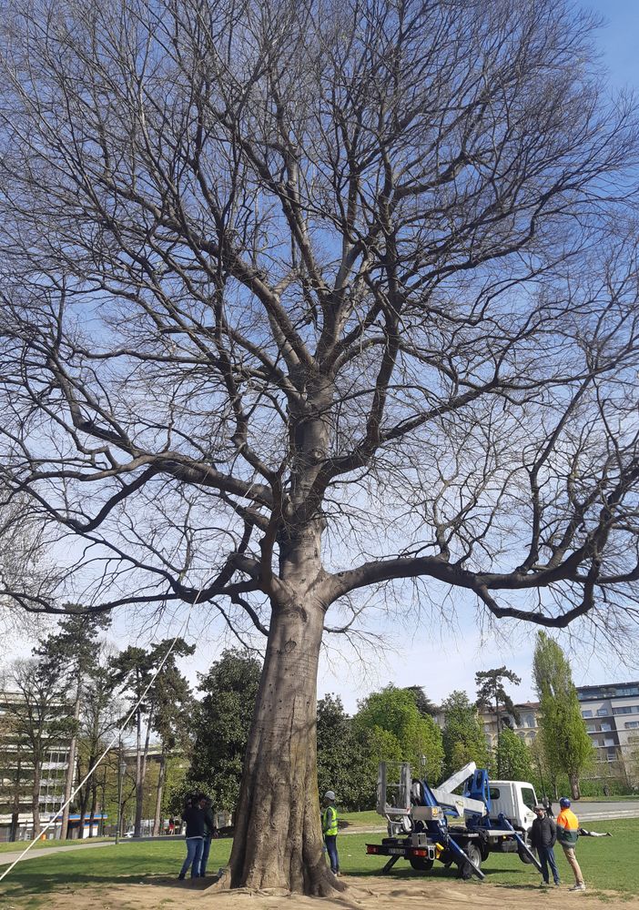 controlli alberi valentino