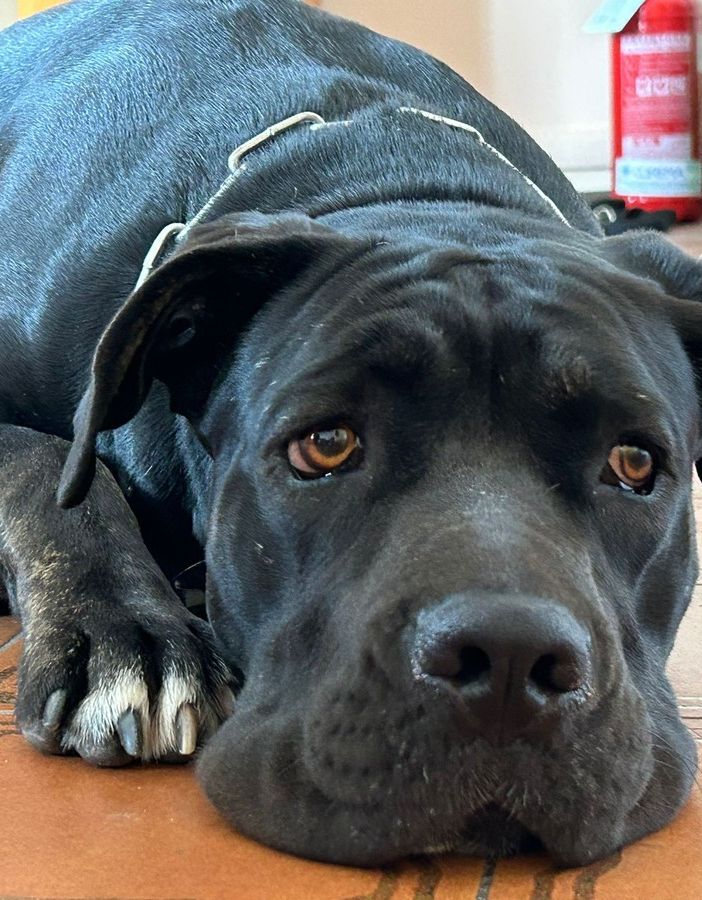 cane corso triste