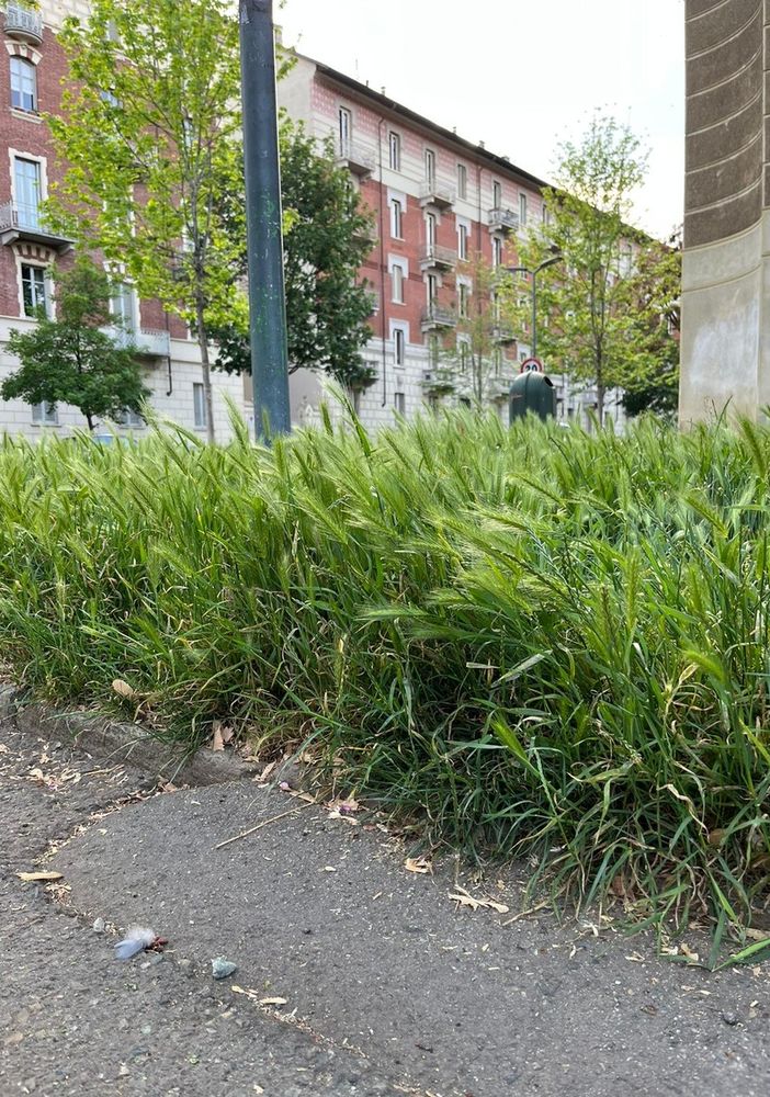 erba alta giardino del fante
