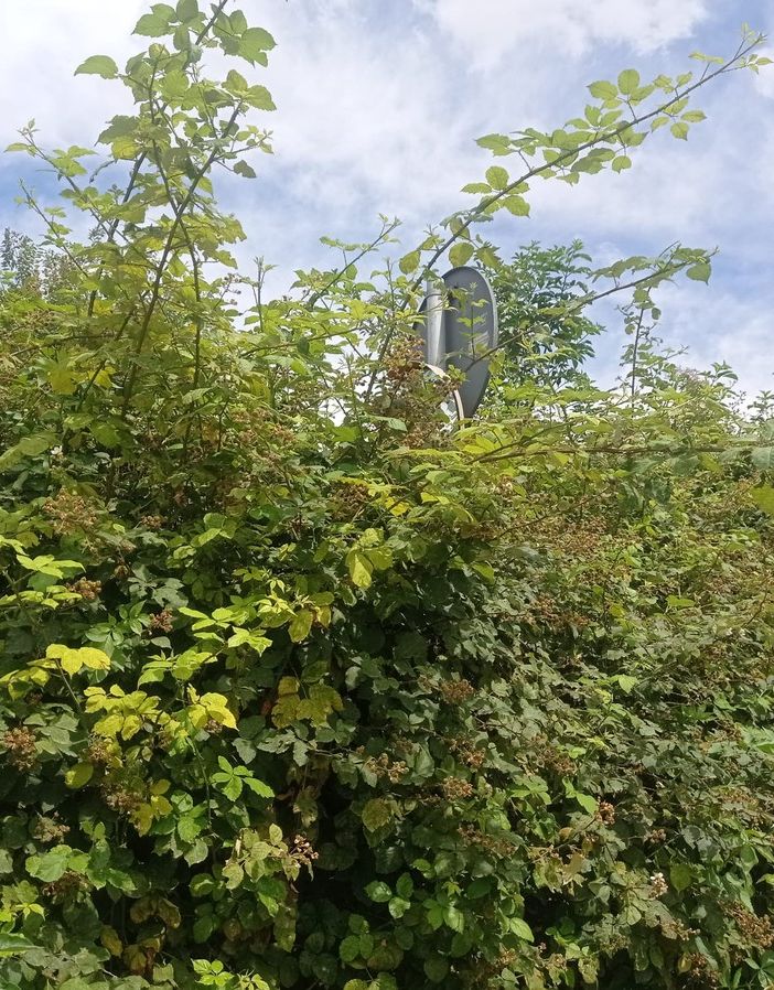 Alberi ed erba alta sul marciapiede: &quot;Comune intervenga contro degrado in periferia&quot;
