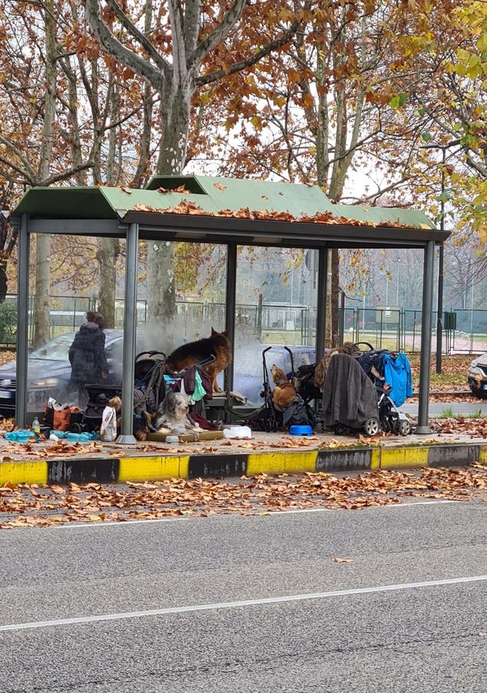 Da due anni viveva alla fermata del tram con 5 cani: senzatetto accetta le cure del Comune