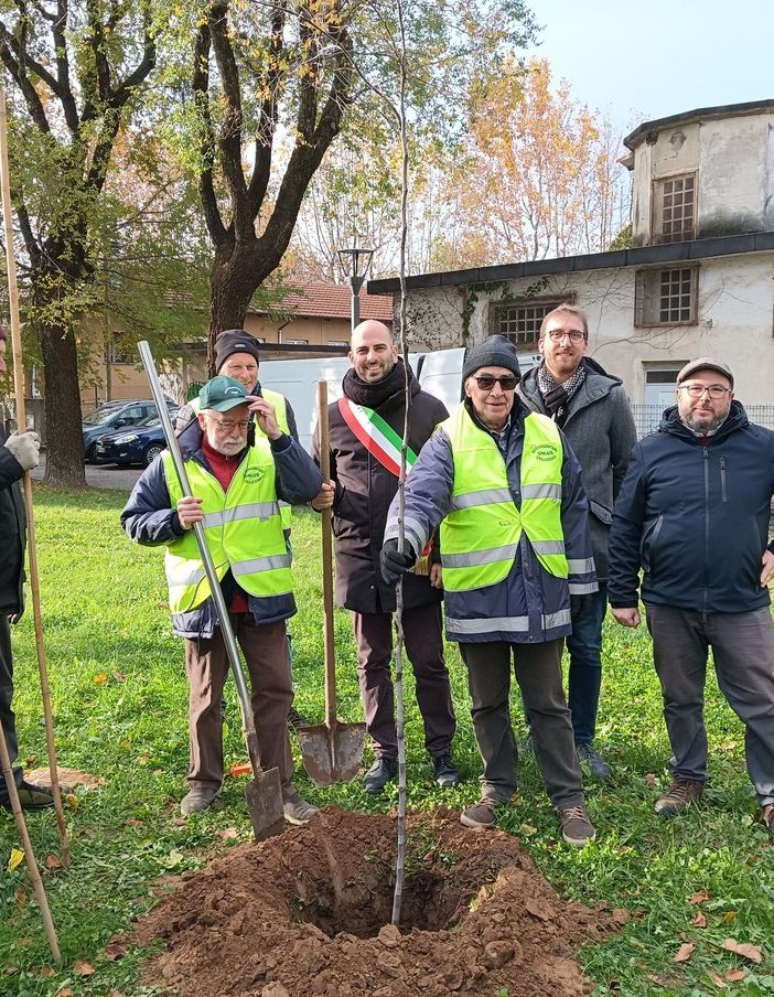 Collegno, per fare un albero ci vogliono 470 kg di sughero: piantumata una pianta