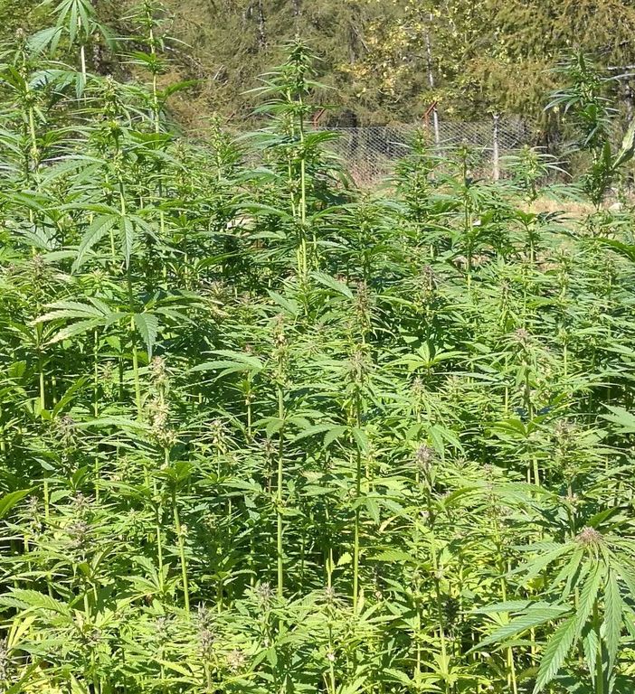 Dalla fiera &quot;Canapissima&quot; al coordinamento nazionale per la legalizzazione della canapa