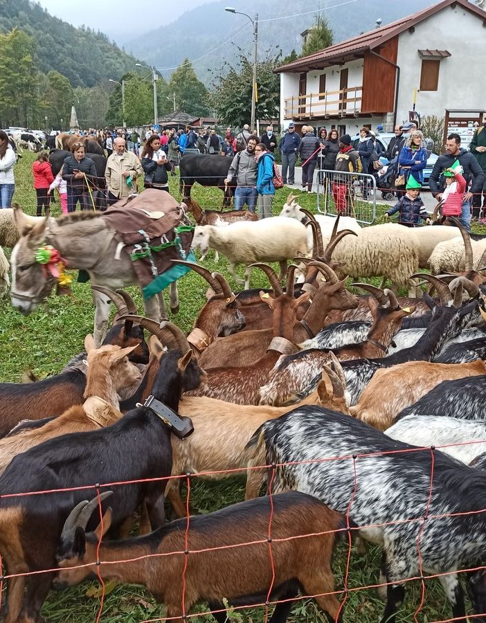 Festa di montagna con mucche e bovini