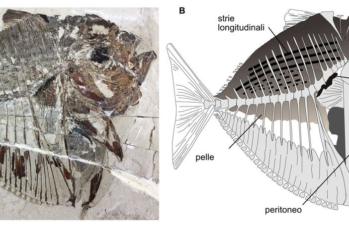 Un fossile di 48 milioni di anni fa rivela la storia evolutiva dei pesci luna: il contributo di Unito allo studio