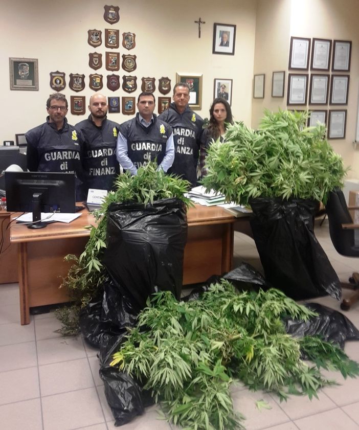Cantina trasformata in serra per coltivare marijuana: arrestato dalla Guardia di Finanza