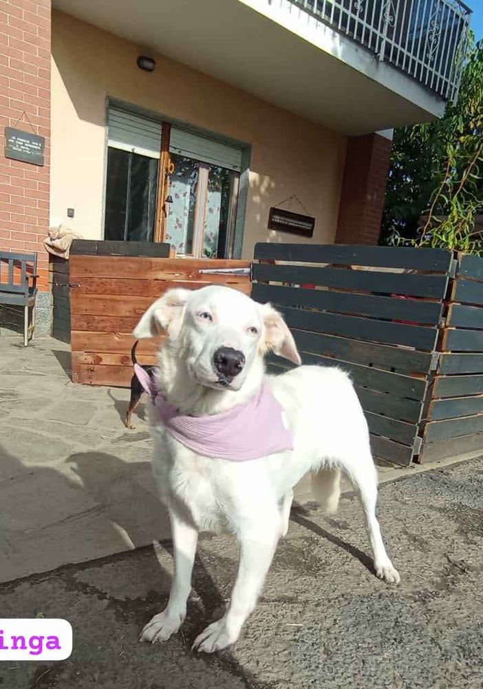 cane bianco