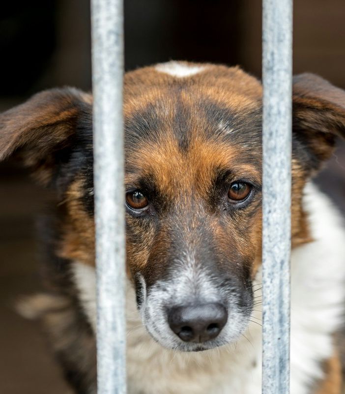 A Torino un animale ogni otto abitanti | 12photostory - tramite Unsplash