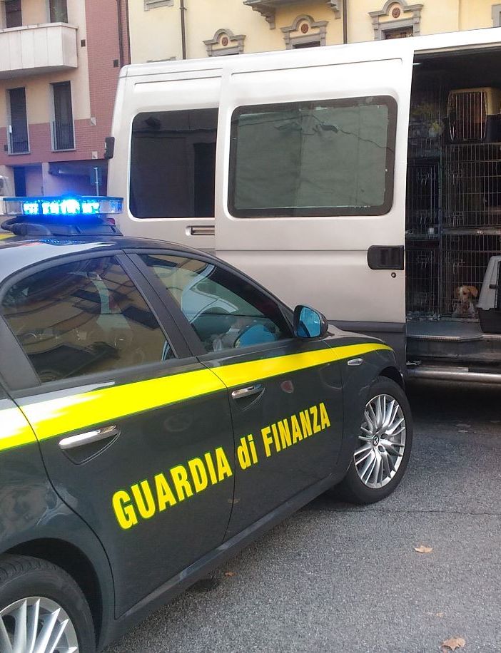 Commercio illegale di cuccioli di cane: la Guardia di Finanza intercetta un furgone al casello di Novara Est