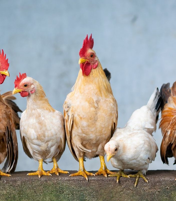 Galline in esposizione