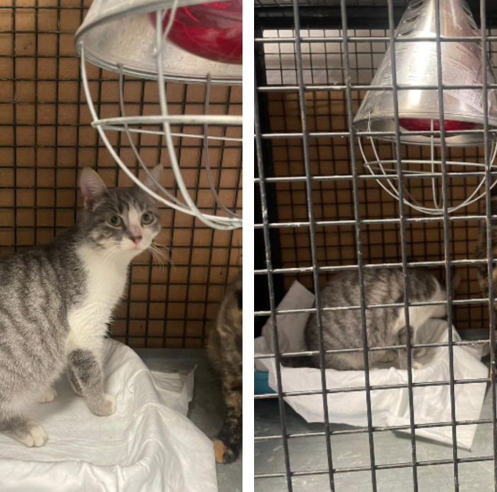 Degrado in un immobile di Carmagnola: salvati tre gatti in condizioni precarie