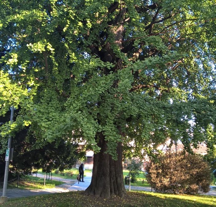 Grugliasco, un rap scritto dai bambini per festeggiare il Ginko Biloba e concludere il viaggio intorno all’albero ultracentenario [FOTO]