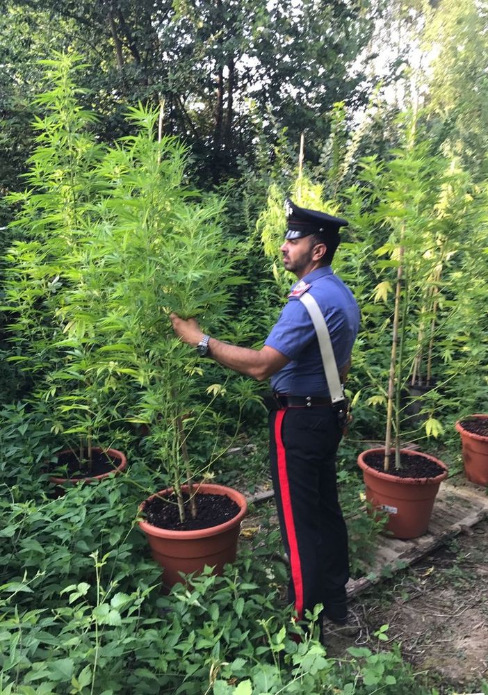 Lombardore, contadini della marijuana per sbarcare il lunario