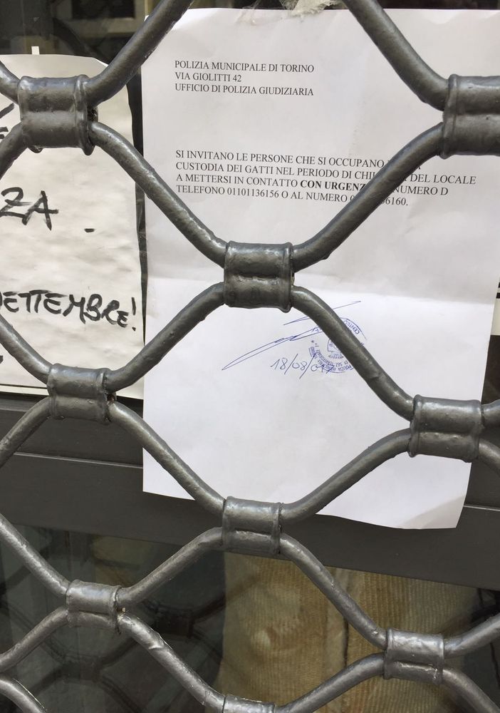 Gatti lasciati nel cat caffè di Torino chiuso per ferie, i passanti sentono il miagolio e la Polizia va a verificare