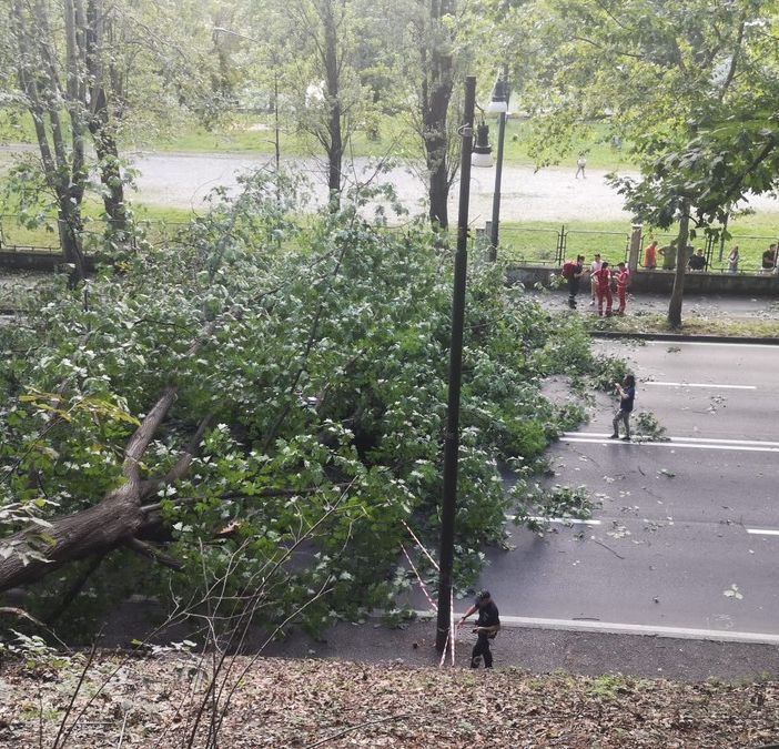 Grosso albero cade in corso Moncalieri, attimi di panico