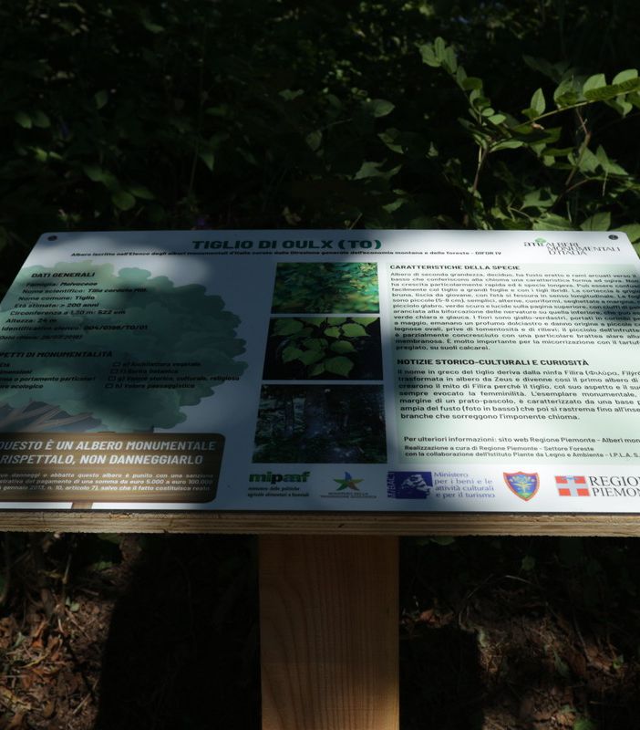 Alberi monumentali, ad Oulx la posa del primo pannello descrittivo