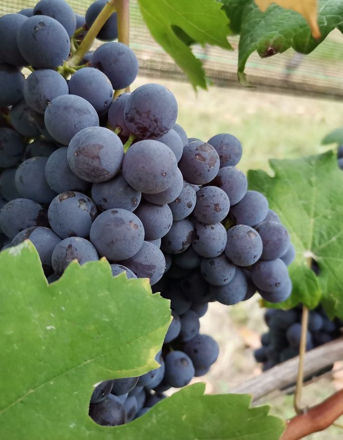 Terre del Barolo: ottima qualità dell’uva
