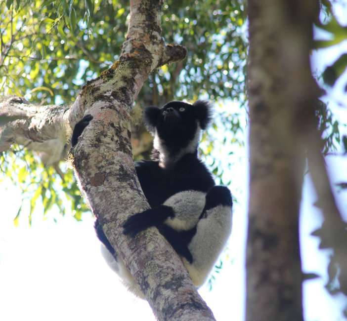 Comprendere lo sviluppo ritmico degli umani grazie ai lemuri: nuovo studio di UniTo