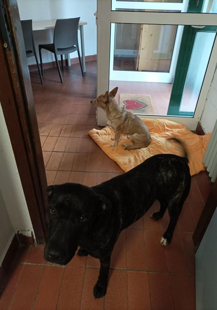 cane accucciato a terra cane accucciato a terra