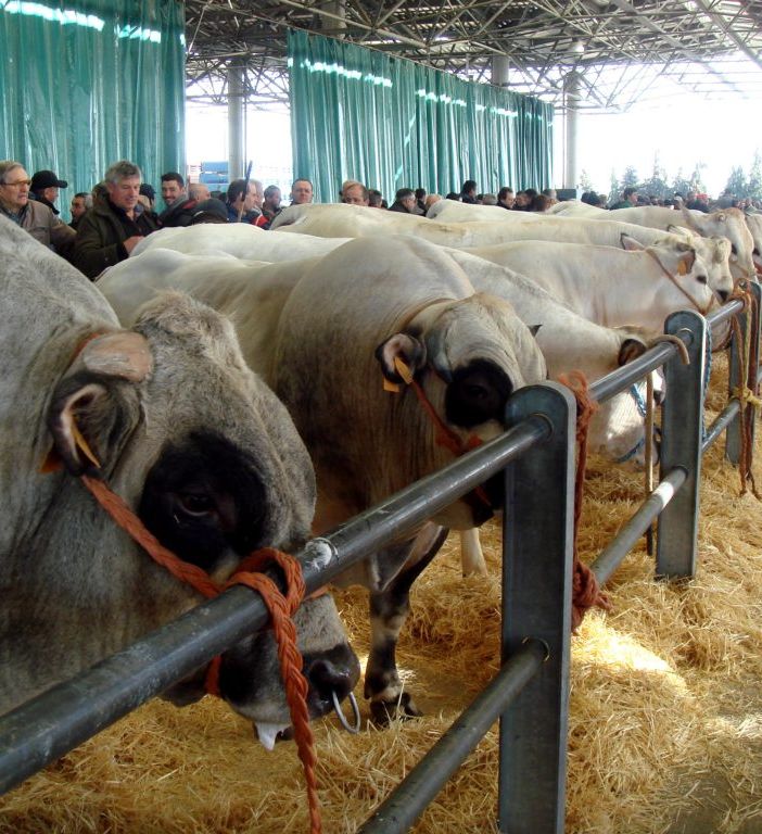 Domani al MIAC l’inaugurazione della 41ª Mostra Nazionale Dei Bovini Di Razza Piemontese