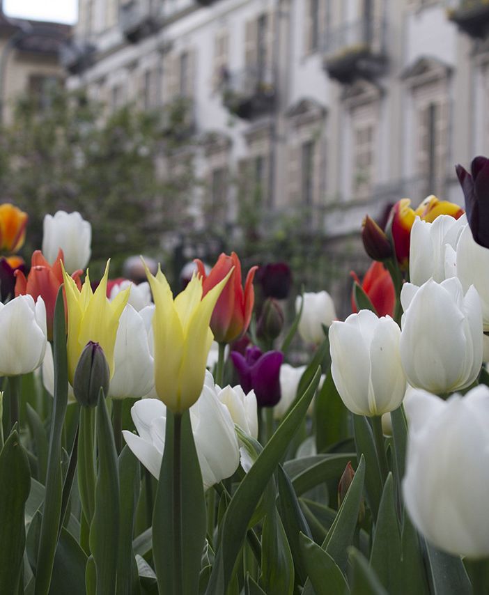 Messer Tulipano torna in Piazza Emanuele Filiberto