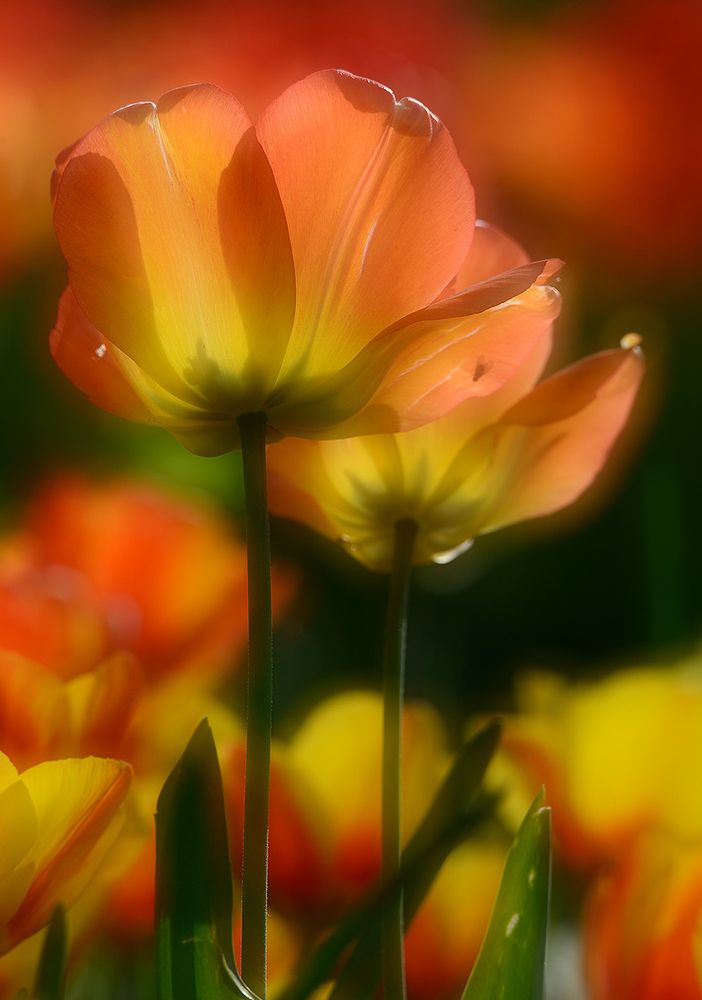 messer tulipano